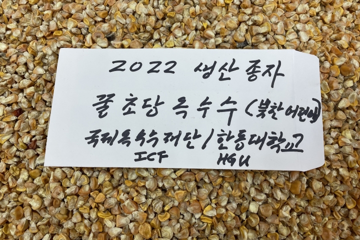 (사진1) 2022 꿀초당 옥수수 생산종자